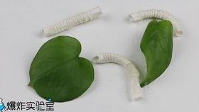 娱乐吃瓜酱蚕宝宝,揭秘娱乐圈那些不为人知的幕后故事