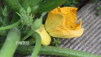 网上吃瓜群可靠吗,信息真伪难辨，可靠度几何？